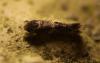 Mompha sp.